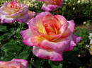 California Dreamin' ™ rose photo