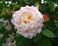 Caramella Fairy Tale rose photo