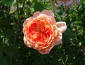Carding Mill ™ rose photo