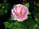 Carol Amling rose photo