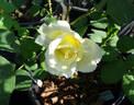 Caroline de Monaco ® rose photo