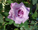 Charles de Gaulle ® rose photo