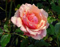 Cherry Brandy rose photo