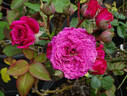 Chess ® rose photo