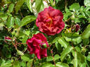 Cinco de Mayo™ rose photo