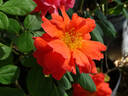 Cinnamon Twist ™ rose photo
