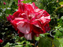 City of Carlsbad ™ rose photo