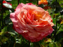 Colorific rose photo