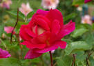 Contrast rose photo