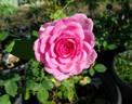 Cotillion ™ rose photo