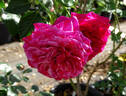 Crazy Fashion ® rose photo