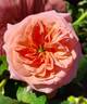 Salmon Dog rose photo