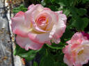 Crescendo rose photo