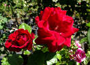 Crimson Bouquet ™ rose photo