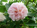 Cymbaline rose photo