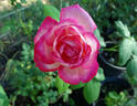 Daily Sketch rose photo