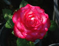 Dark Lulu ® rose photo
