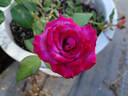 Dejá Blu ™ rose photo