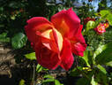 Delta Gold ™ rose photo