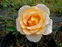 Desiree rose photo