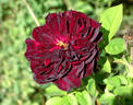 Diablo Hawk rose photo