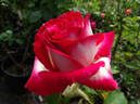 Dina Gee rose photo