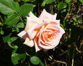 Dixieland Linda rose photo
