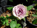 Dolcetto rose photo