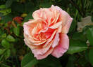 Dorcas rose photo