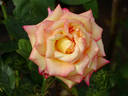 Dream Come True ™ rose photo