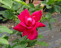 Dublin rose photo