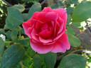 Duet rose photo