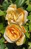 Lady Hillingdon (Tea, Lowe rose photo