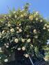Evergreen Gene ™ rose photo