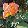 Evergreen Gene ™ rose photo