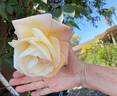 Evergreen Gene ™ rose photo