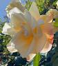 Evergreen Gene ™ rose photo