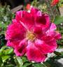 Priscilla Burton ® rose photo