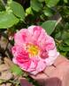 Flamingo Dancer rose photo