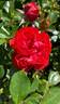 Brilliant Veranda ® rose photo