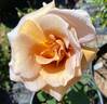 Irish Crème rose photo