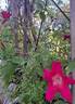 Sanguinea - in commerce as rose photo