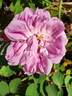 Quatre Saisons Rose rose photo