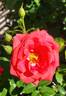 Sonoran Desert rose photo