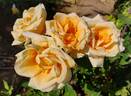 Lady Hillingdon (Tea, Lowe rose photo