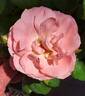 Pacific Wonderland rose photo