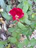 Friendly rose photo