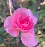Bordure Rose No. 2 rose photo