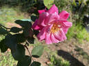 Five Yuan rose photo