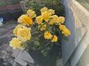 Henry Fonda rose photo